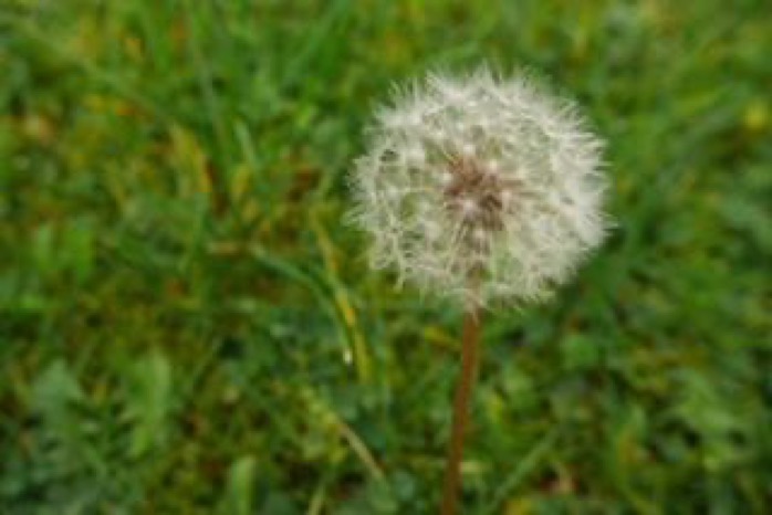 La primavera trae las alergias y también una motivación más para dejar de fumar